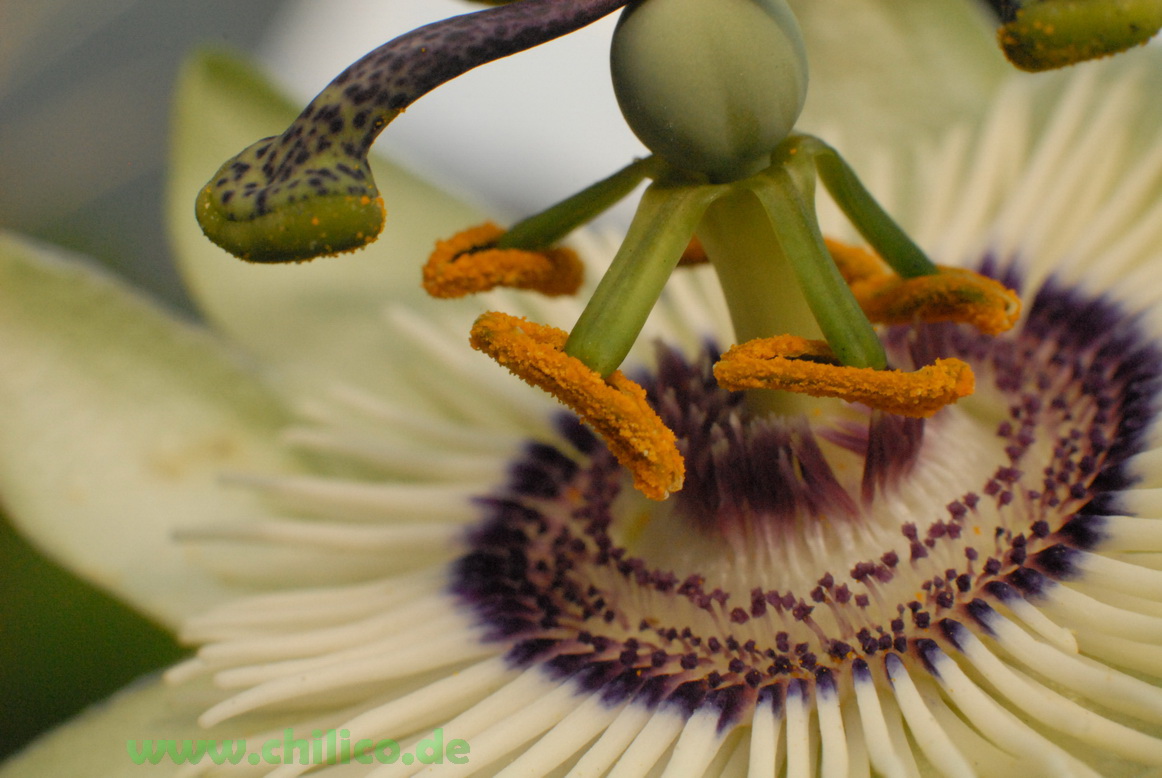 Passiflora_Bl%C3%BCte_20130816_chilico_de_DSC_13729.JPG