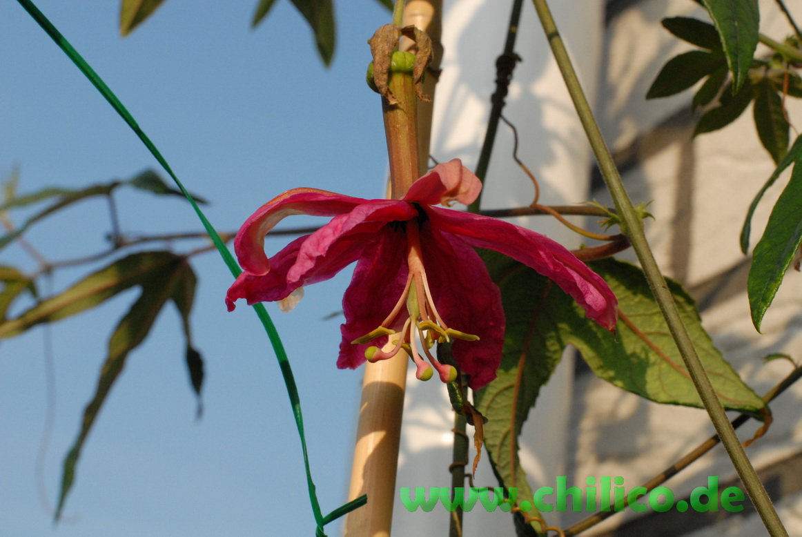 Passiflora_Venus_Taskonie_chilico_de_20130726_DSC_13133_resize.JPG