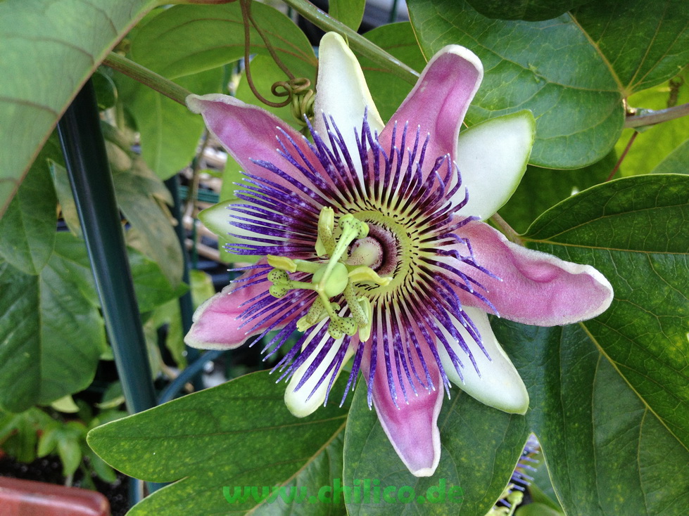 Passiflora_chilico_de_20130718_IMG_1021_resize.JPG