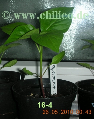 Aji Amarillo 16-4 Jungpflanze
