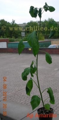Aji Amarillo grosse Pflanze