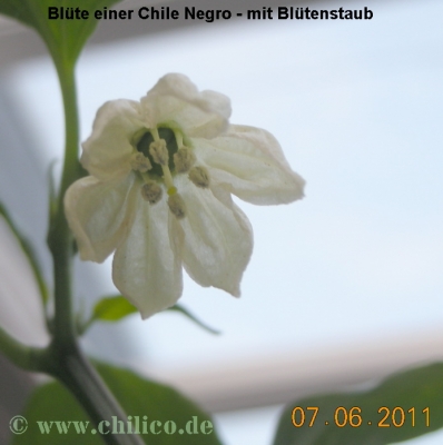 Chile Negro Blüte