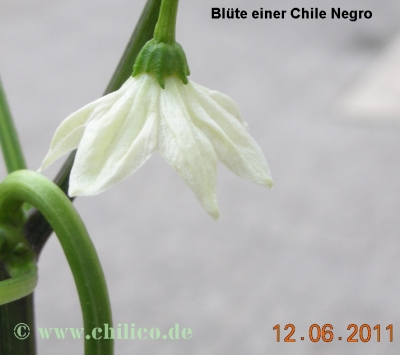 Chile Negro Blüte Seitenansicht
