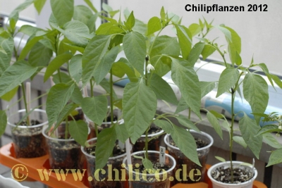 Chilipflanzen fuer den Verkauf Mai 2012