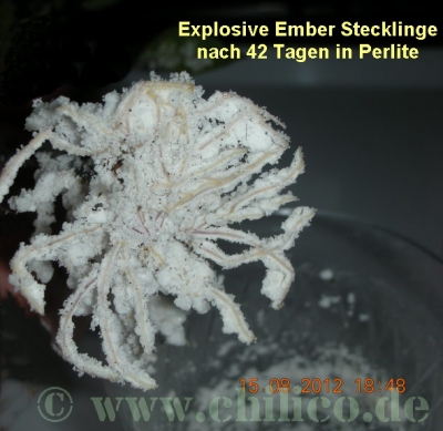 Explosive Ember Steckling 2012