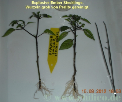 Explosive Ember Steckling 2012