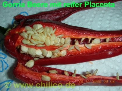 Gorria-Beere mit reifer Placenta