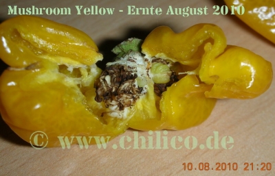 Mushroom Yellow Beere mit braunen Samen Aug 2010