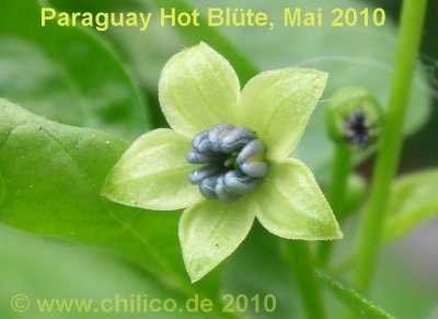 Paraguay Hot Blüte