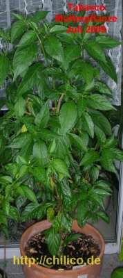 Tabasco-Mutterpflanze
