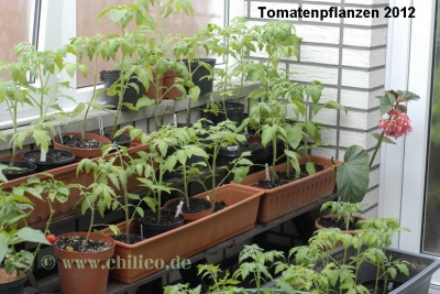 Tomatenpflanzen fuer den Verkauf Mai 2012
